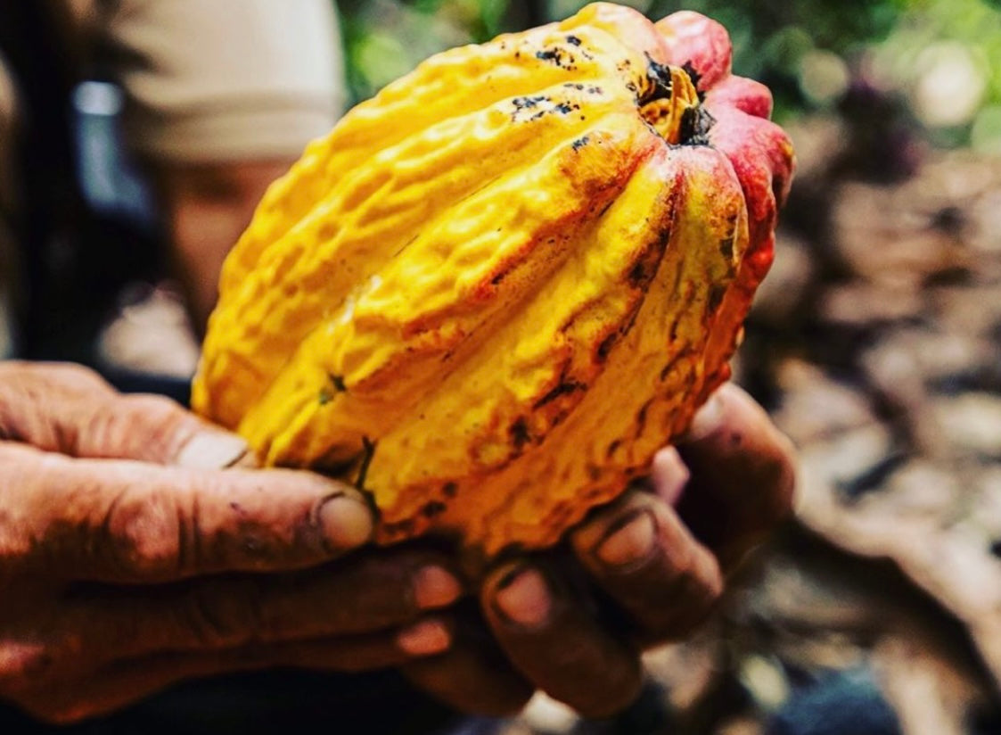 Le cacao MartiniquaisUn trésor en pleine renaissance !