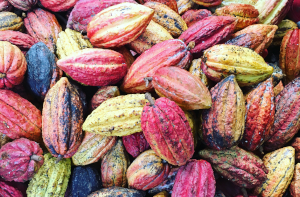 Cacao & sourcing.