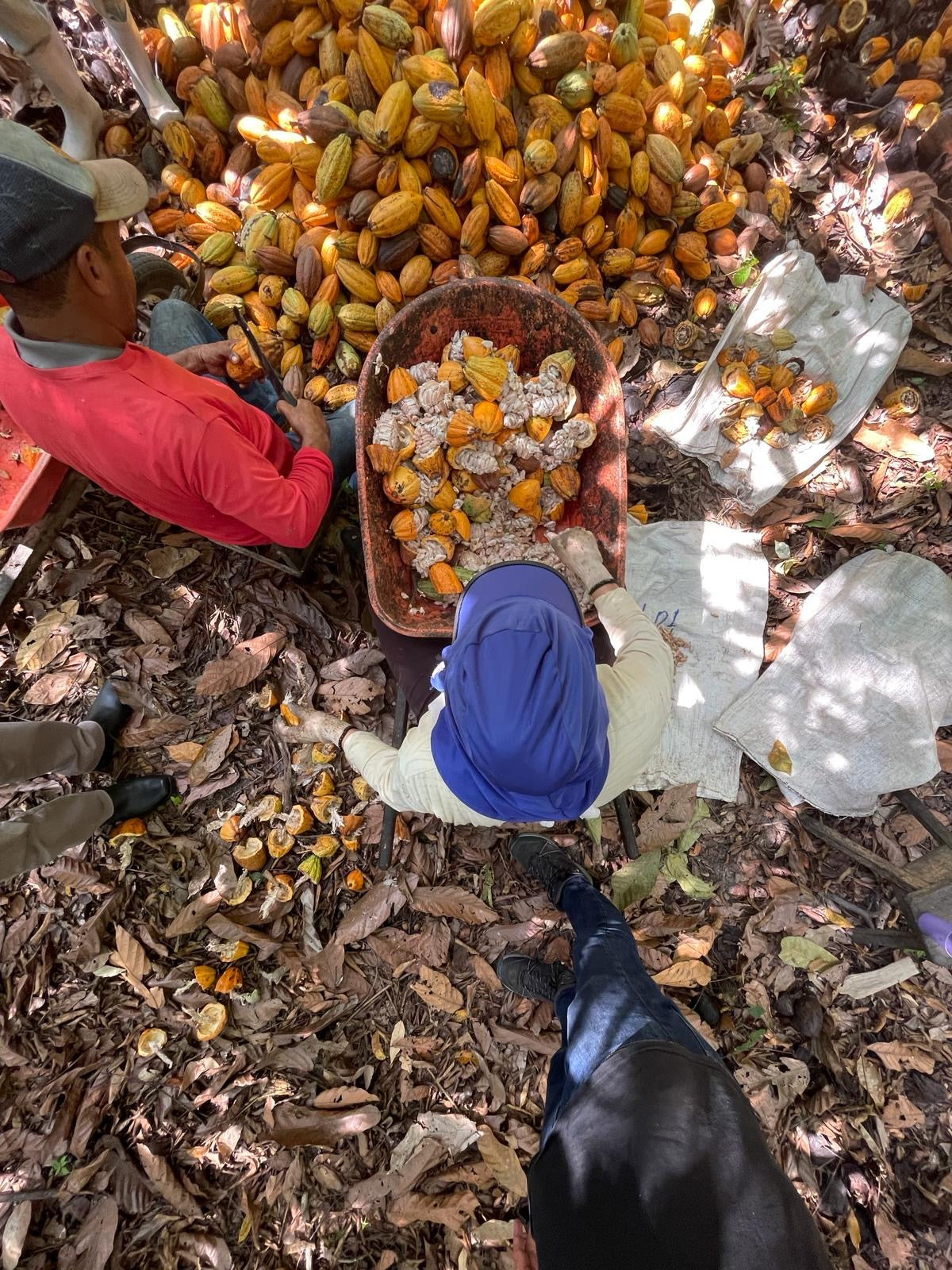 Le cacao Jorge Takahashi : la pépite brésilienne